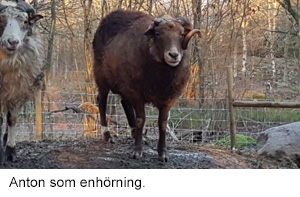 Anton 2018 2.jpg